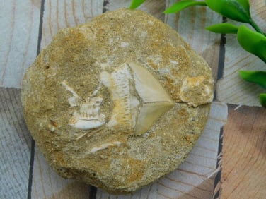 SHARK TOOTH IN MATRIX ROCK STONE LAPIDARY SPECIMEN