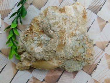 SHARK TOOTH IN MATRIX ROCK STONE LAPIDARY SPECIMEN