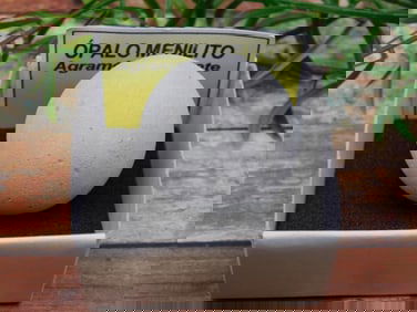 ROCK STONE LAPIDARY SPECIMEN