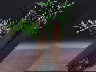 EARRINGS ROCK STONE LAPIDARY SPECIMEN