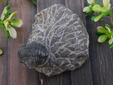 TRILOBITE FOSSIL ROCK STONE LAPIDARY SPECIMEN