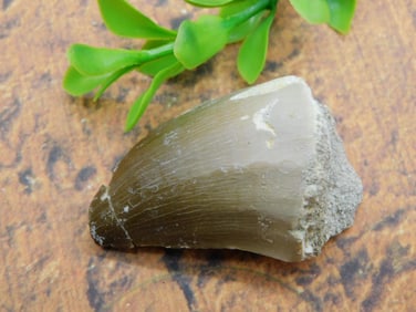 DINOSAUR TOOTH ROCK STONE LAPIDARY SPECIMEN