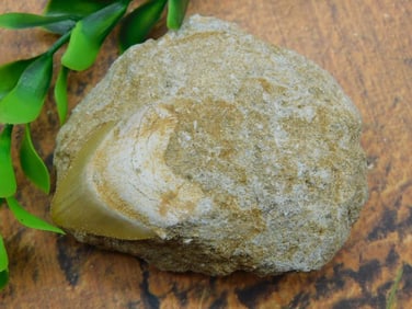 SHARK TOOTH IN MATRIX ROCK STONE LAPIDARY SPECIMEN