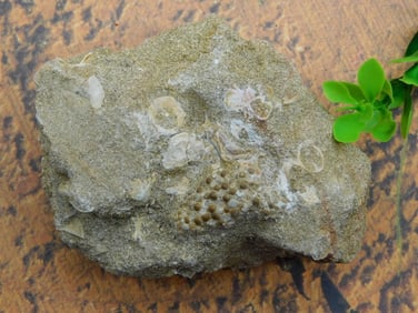 FOSSIL ROCK STONE LAPIDARY SPECIMEN