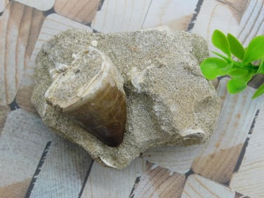 DINOSAUR TOOTH IN MATRIX ROCK STONE LAPIDARY SPECIMEN