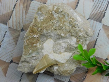 SHARK TOOTH IN MATRIX ROCK STONE LAPIDARY SPECIMEN