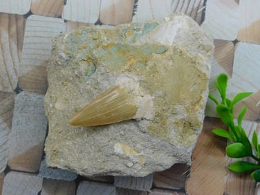 SHARK TOOTH IN MATRIX ROCK STONE LAPIDARY SPECIMEN