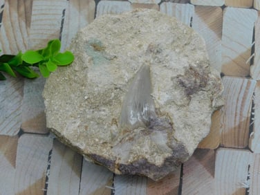 SHARK TOOTH IN MATRIX ROCK STONE LAPIDARY SPECIMEN