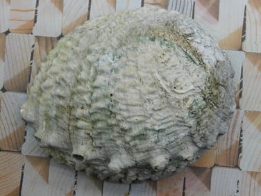 ABALONE SHELL