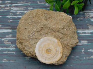 SHARK VERTEBRAE FOSSIL IN MATRIX ROCK STONE LAPIDARY SPECIMEN