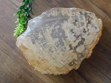 PETRIFIED WOOD SLAB ROCK STONE LAPIDARY SPECIMEN