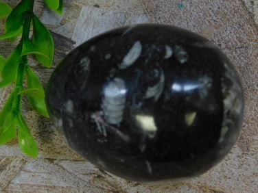 ORTHOCERAS EGG ROCK STONE LAPIDARY SPECIMEN