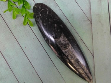 ORTHOCERAS ROCK STONE LAPIDARY SPECIMEN