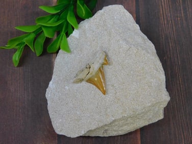 SHARK TOOTH IN MATRIX ROCK STONE LAPIDARY SPECIMEN