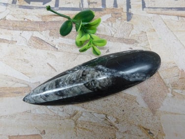 ORTHOCERAS ROCK STONE LAPIDARY SPECIMEN