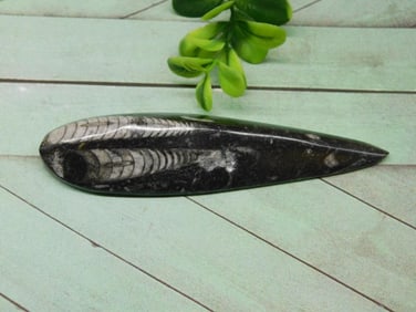 ORTHOCERAS ROCK STONE LAPIDARY SPECIMEN