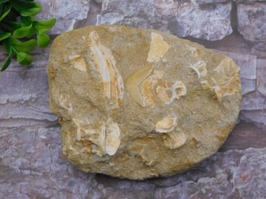 ENCHODUS FOSSIL ROCK STONE LAPIDARY SPECIMEN