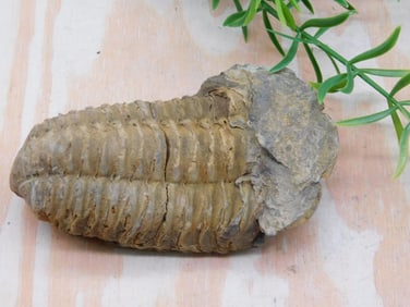 TRILOBITE FOSSIL ROCK STONE LAPIDARY SPECIMEN
