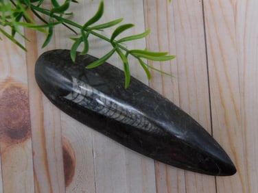 ORTHOCERAS ROCK STONE LAPIDARY SPECIMEN