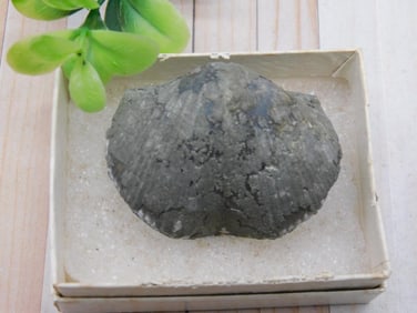 BRACHIOPOD ROCK STONE LAPIDARY SPECIMEN