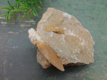 SHARK TOOTH IN MATRIX ROCK STONE LAPIDARY SPECIMEN