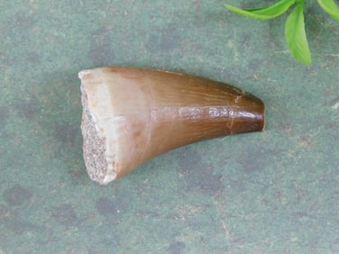 DINOSAUR TOOTH ROCK STONE LAPIDARY SPECIMEN