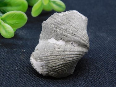 BRACHIOPOD ROCK STONE LAPIDARY SPECIMEN