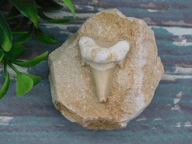 SHARK TOOTH IN MATRIX ROCK STONE LAPIDARY SPECIMEN