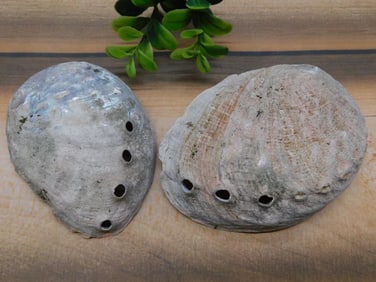 ABALONE SHELL