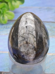 ORTHOCERAS EGG ROCK STONE LAPIDARY SPECIMEN