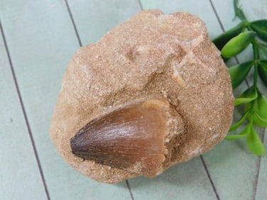 FOSSIL ROCK STONE LAPIDARY SPECIMEN