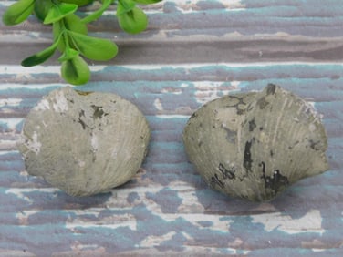 BRACHIOPOD ROCK STONE LAPIDARY SPECIMEN