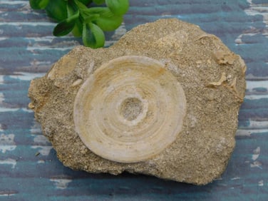 ENCHODUS FOSSIL ROCK STONE LAPIDARY SPECIMEN