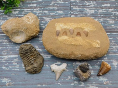 MIXED FOSSIL LOT ROCK STONE LAPIDARY SPECIMEN