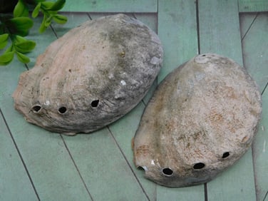 ABALONE SHELL