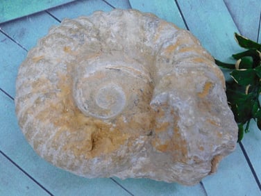 AMMONITE FOSSIL ROCK STONE LAPIDARY SPECIMEN