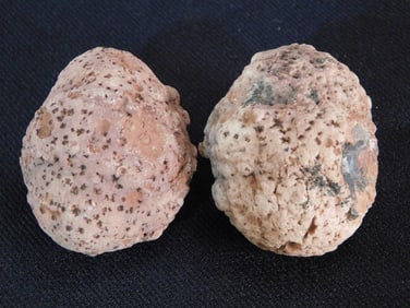 COPROLITE ROCK STONE LAPIDARY SPECIMEN