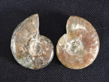 AMMONITE ROCK STONE LAPIDARY SPECIMEN