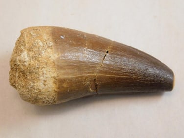 DINOSAUR TOOTH ROCK STONE LAPIDARY SPECIMEN