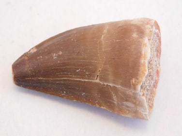 DINOSAUR TOOTH ROCK STONE LAPIDARY SPECIMEN