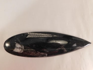 ORTHOCERAS ROCK STONE LAPIDARY SPECIMEN