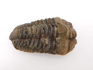 TRILOBITE FOSSIL ROCK STONE LAPIDARY SPECIMEN