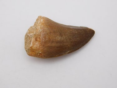 DINOSAUR TOOTH ROCK STONE LAPIDARY SPECIMEN