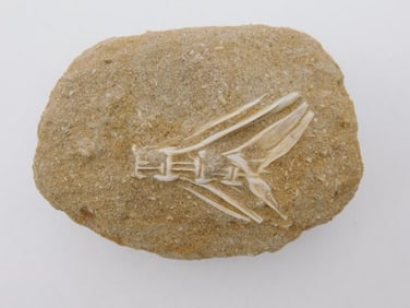 FOSSIL BONE IN MATRIX ROCK STONE LAPIDARY SPECIMEN