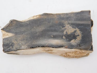 PETRIFIED WOOD ROCK STONE LAPIDARY SPECIMEN