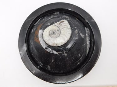 ORTHOCERAS TRINKET BOX ROCK STONE LAPIDARY SPECIMEN