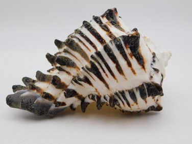 BLACK MUREX SEA SHELL ROCK STONE LAPIDARY SPECIMEN
