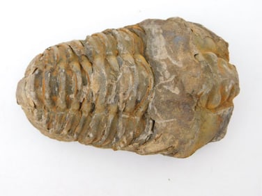 TRILOBITE FOSSIL ROCK STONE LAPIDARY SPECIMEN