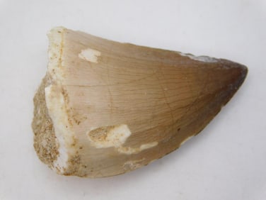 DINOSAUR TOOTH ROCK STONE LAPIDARY SPECIMEN