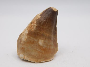 DINOSAUR TOOTH ROCK STONE LAPIDARY SPECIMEN